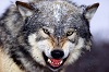 Wolf Avatar