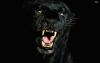 Raff1890 Avatar